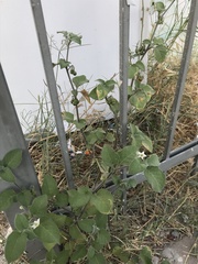 Solanum villosum
