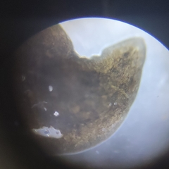 Polycelis nigra