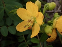 Senna sophera