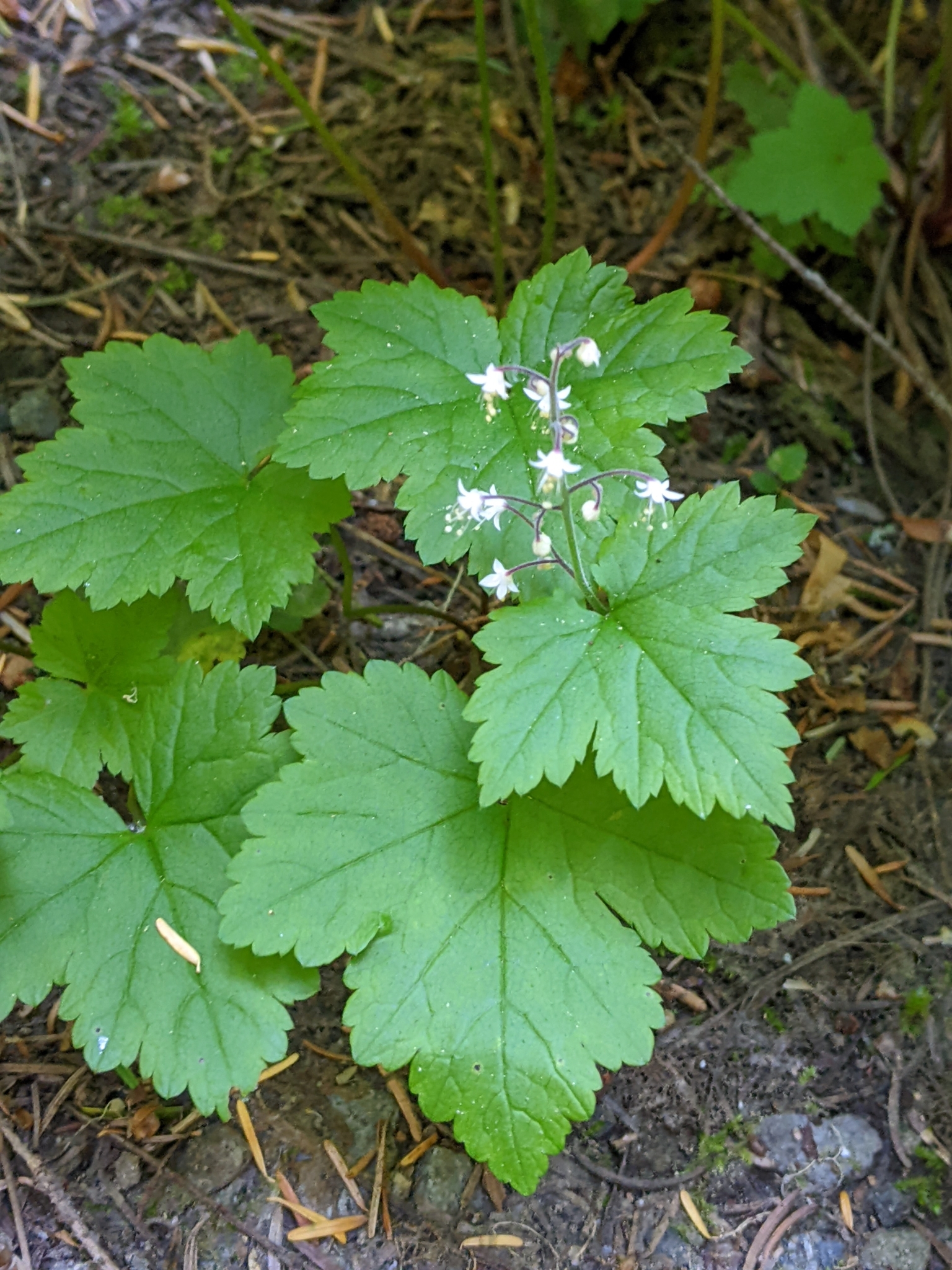 Tiarella trifoliata var. unifoliata