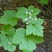 Oneleaf Foamflower - Photo (c) David Anderson, some rights reserved (CC BY-NC-SA), uploaded by David Anderson