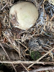 Handkea fumosa