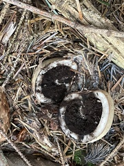 Handkea fumosa