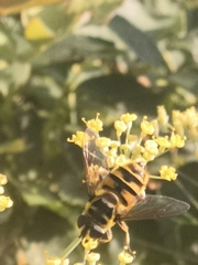 Myathropa florea