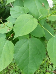 Magnoliopsida