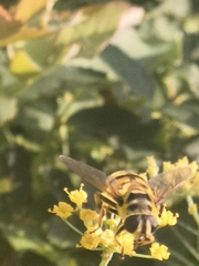 Myathropa florea