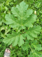 Heracleum sosnowskyi