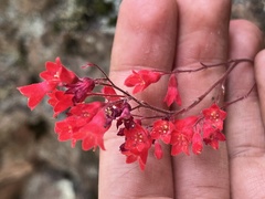 Heuchera sanguinea