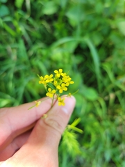 Erysimum inconspicuum