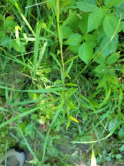 Erysimum inconspicuum