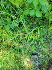 Erysimum inconspicuum