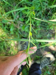 Erysimum inconspicuum