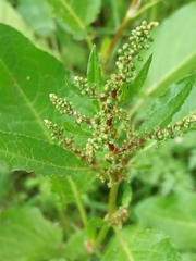 Rumex obtusifolius