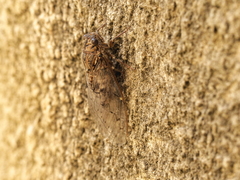 Cicada barbara