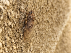 Cicada barbara