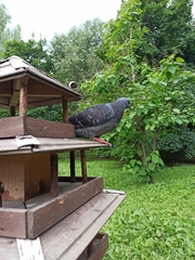 Columba livia domestica