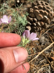 Sidalcea multifida