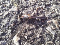 Erythrodiplax minuscula