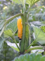 Lepidoptera