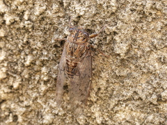 Cicada barbara