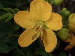 Senna sophera