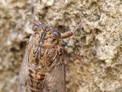 Cicada barbara