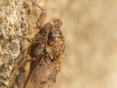 Cicada barbara