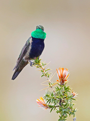 Oreotrochilus melanogaster