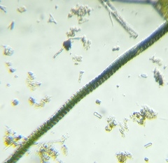 Desmidium