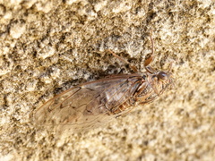 Cicada barbara