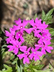 Glandularia chiricahensis