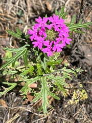 Glandularia chiricahensis