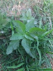 Amaranthus retroflexus