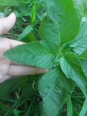 Amaranthus retroflexus