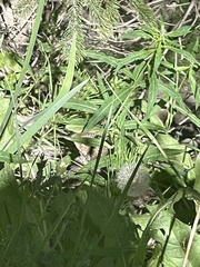 Dendragapus obscurus