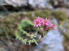Sempervivum arachnoideum
