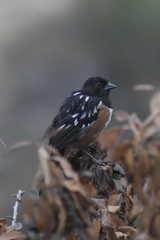 Pipilo maculatus clementae