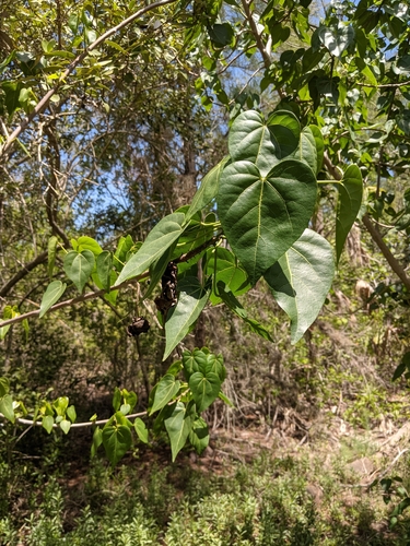 Thespesia populnea