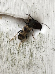 Xestoleptura