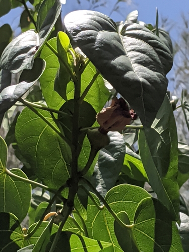 Thespesia populnea