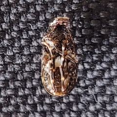 Eurymycter tricarinatus
