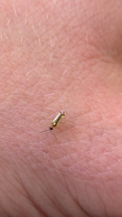 Campyloneura virgula