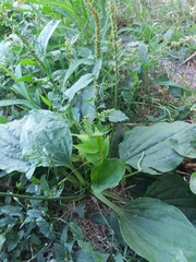 Plantago major