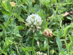 Trifolium repens