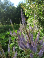 Veroniceae
