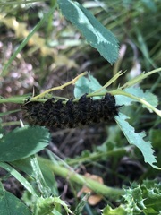 Hemileuca eglanterina