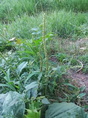 Plantago major