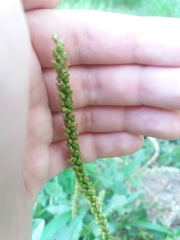 Plantago major