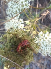 Graphosoma