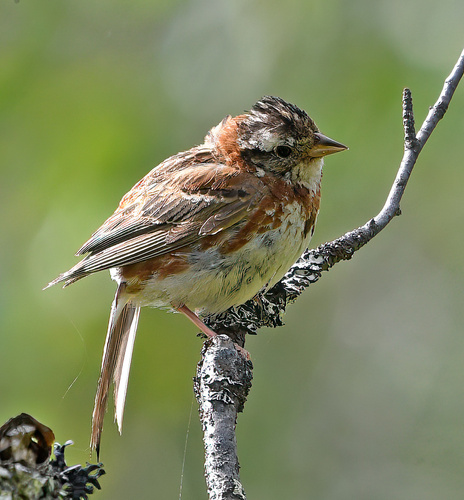 Escribano rústico (Emberiza rustica)